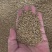 巨菌草种子多年生四季常青鸡鸭鹅猪牛羊鱼牧草种籽