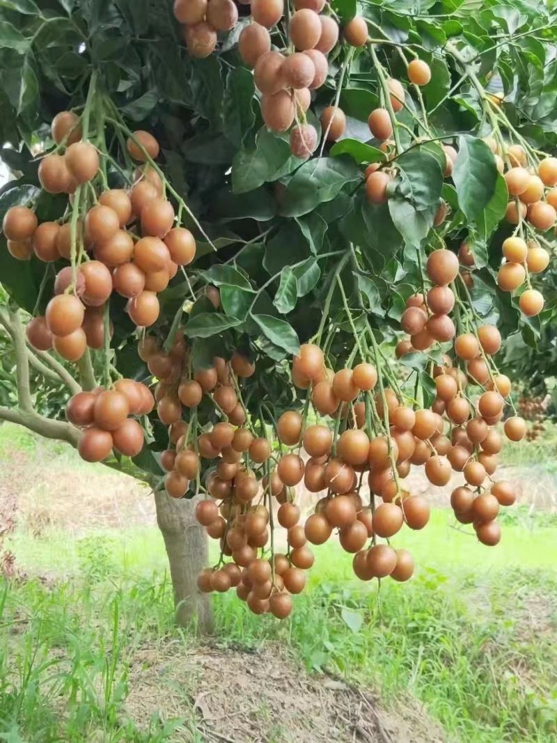 鸡心黄皮果苗黑黄皮贵妃黄皮苗货量充足量大从优诚信经营