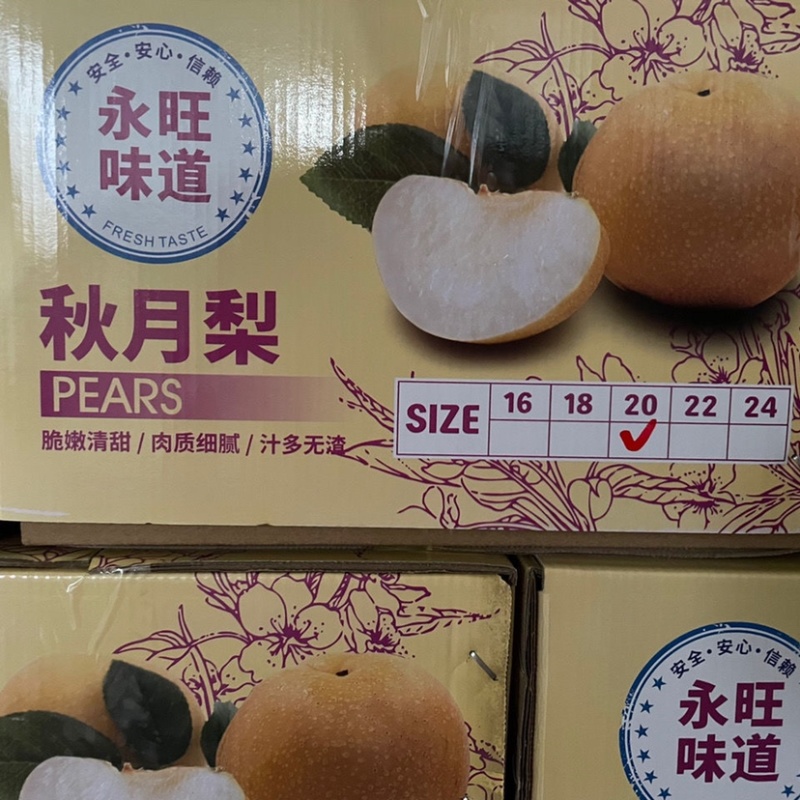 （精选）河北秋月梨大量上市中货源充足价格美丽质量有保证