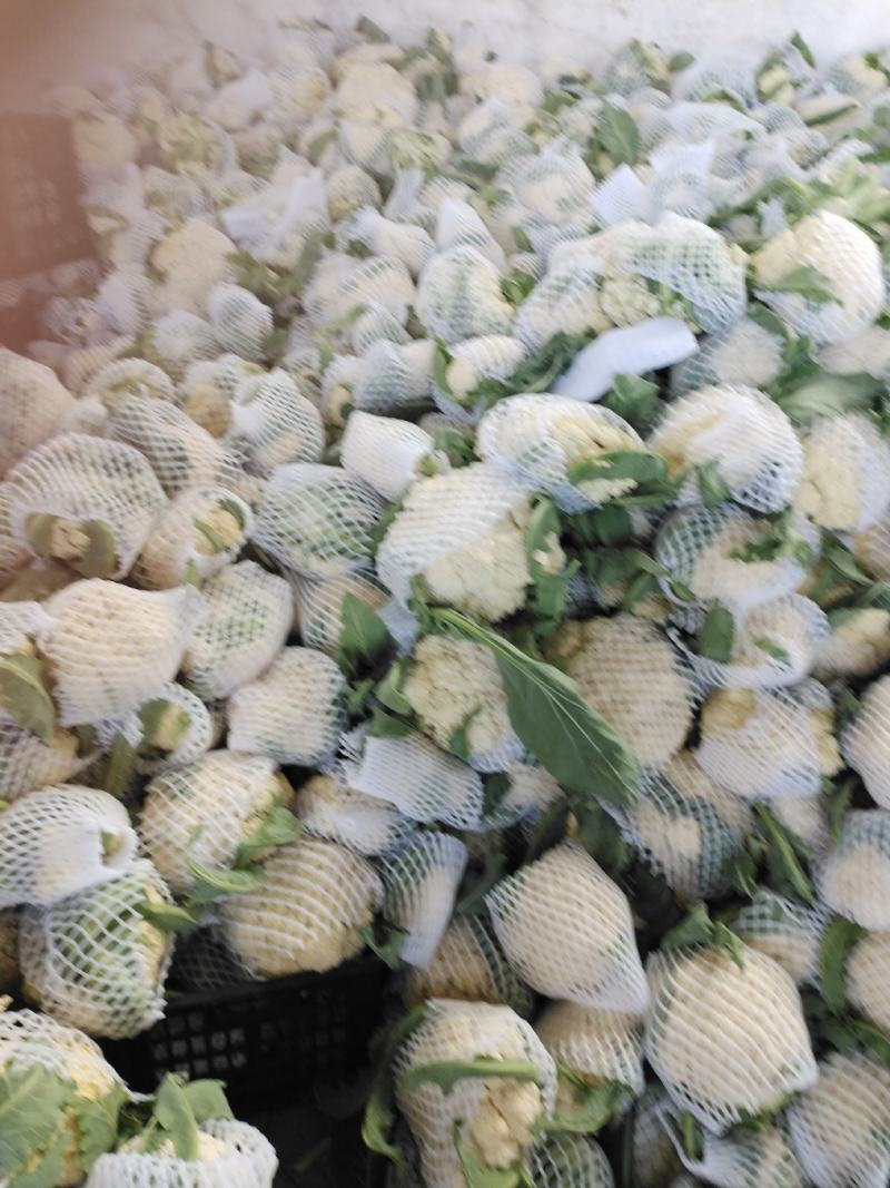 砀山有机散花大量上市中低格低质量好，远销全国各地