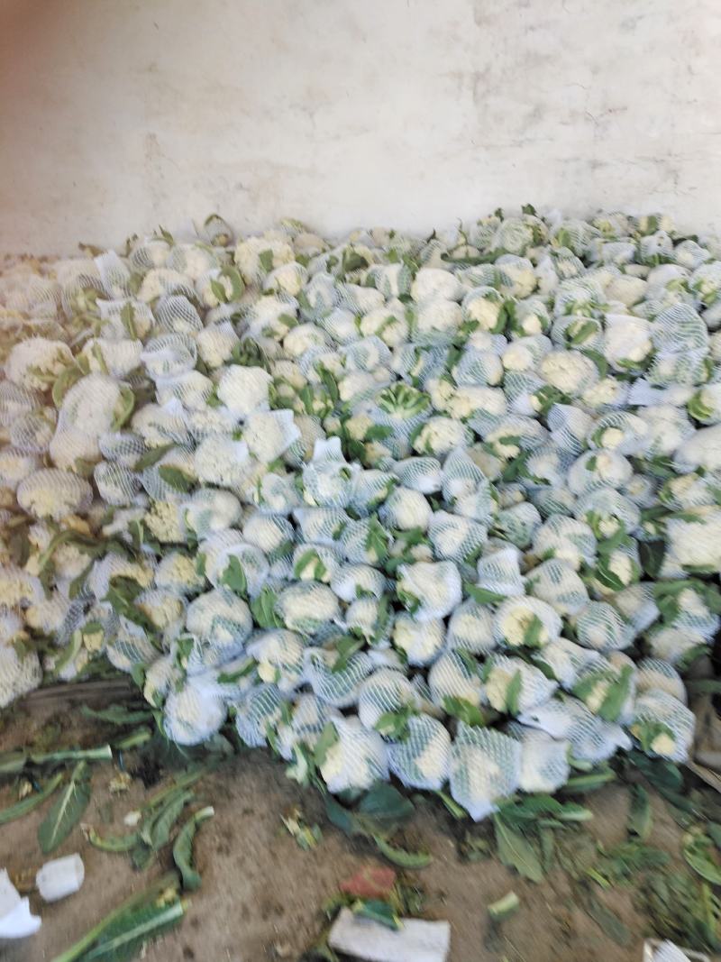 砀山有机散花大量上市中低格低质量好，远销全国各地