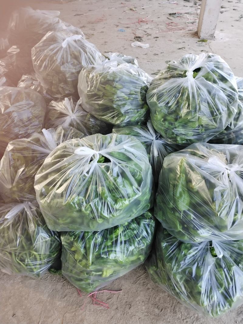 砀山有机散花大量上市中低格低质量好，远销全国各地