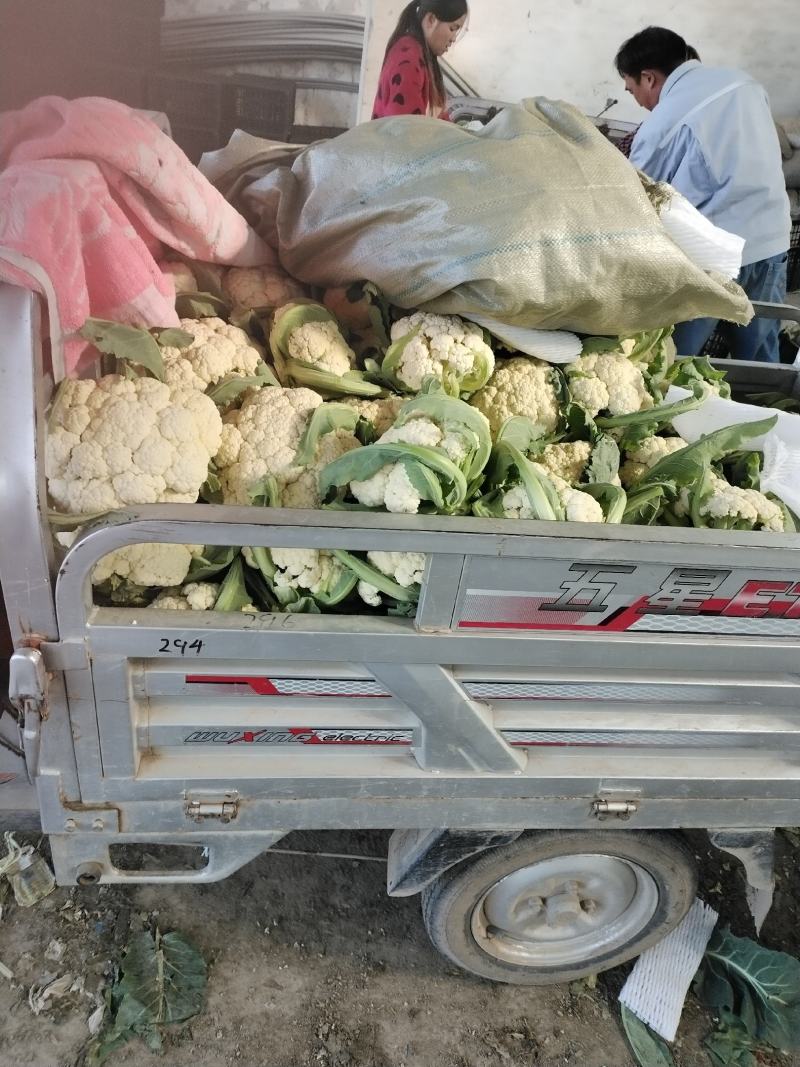 砀山有机散花大量上市中低格低质量好，远销全国各地