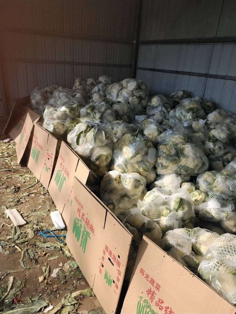 砀山有机散花大量上市中低格低质量好，远销全国各地