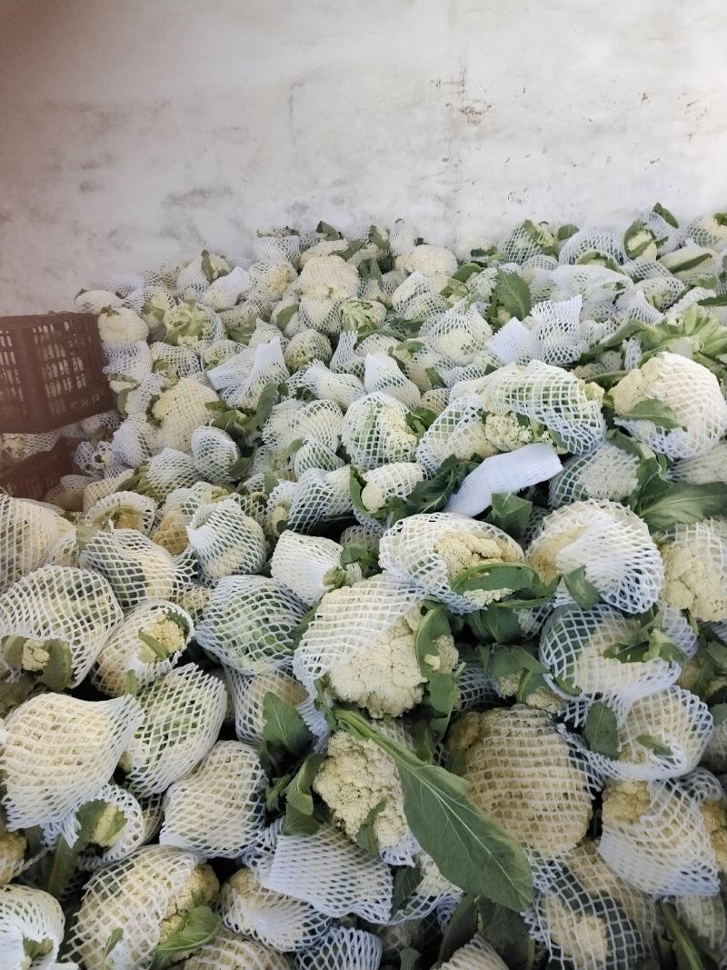砀山有机散花大量上市中低格低质量好，远销全国各地