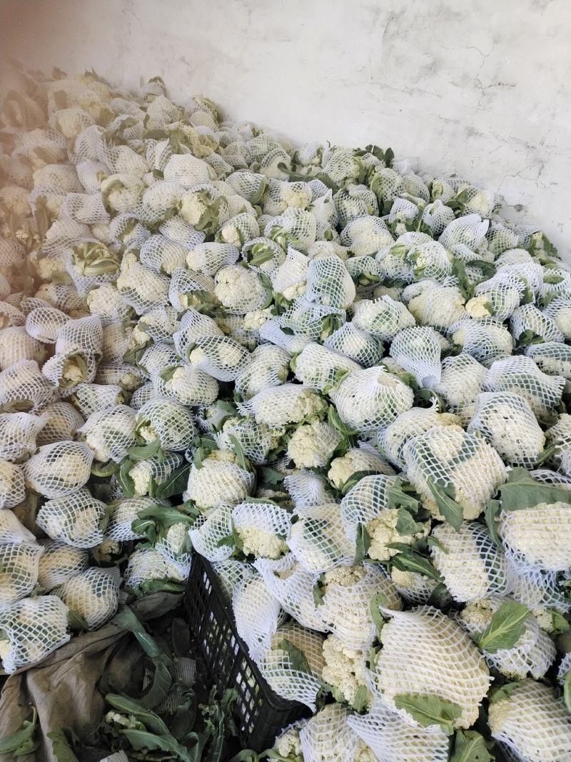 砀山有机散花大量上市中低格低质量好，远销全国各地