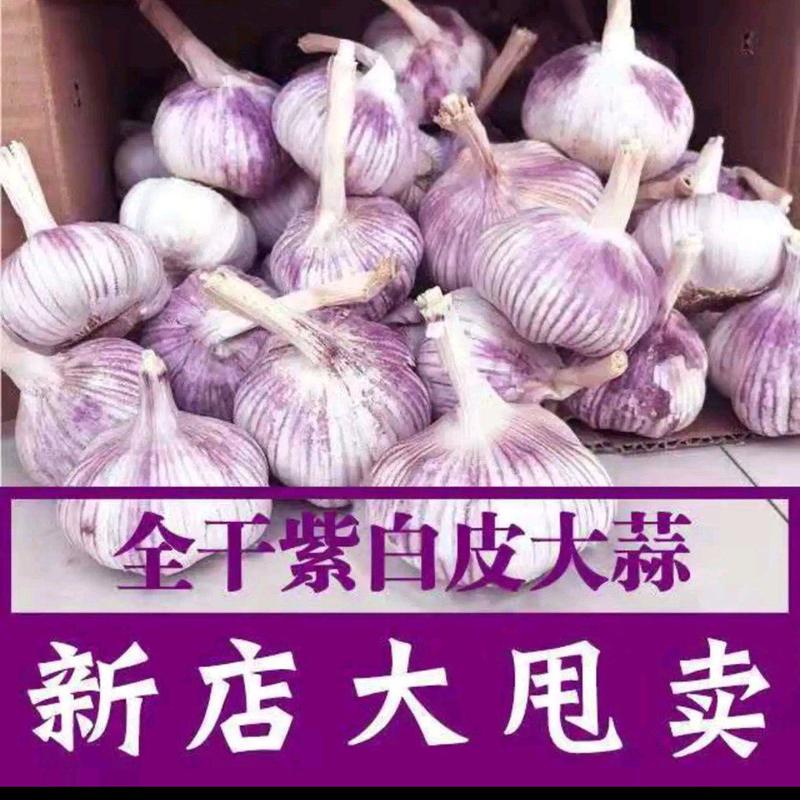 大蒜、电商供货，金乡紫红皮大蒜，个头大，皮包红。