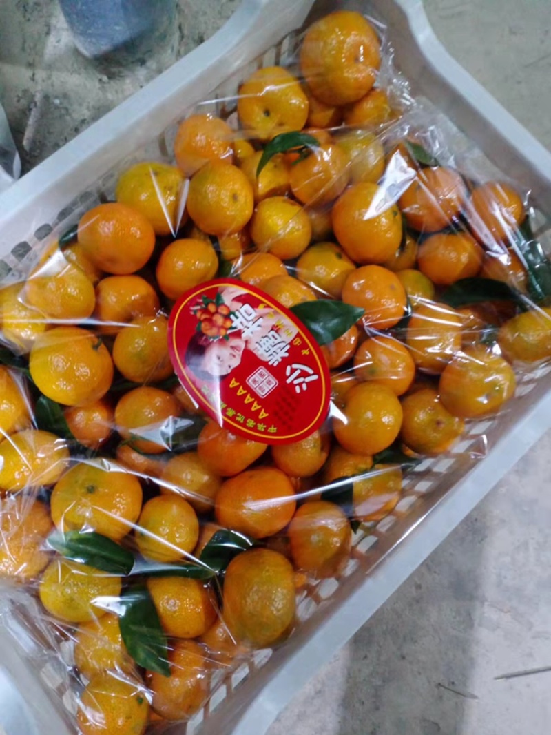 砂糖橘