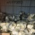 砀山有机散花大量上市中低格低质量好，远销全国各地