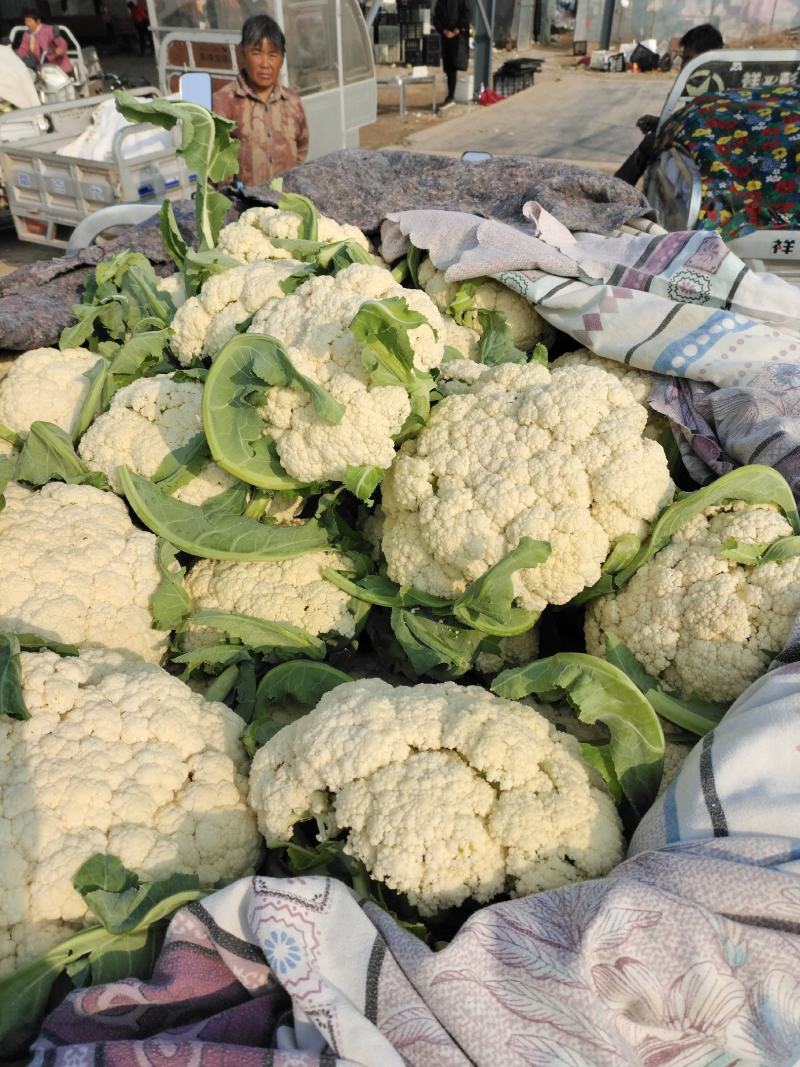 砀山有机散花大量上市中低格低质量好，远销全国各地