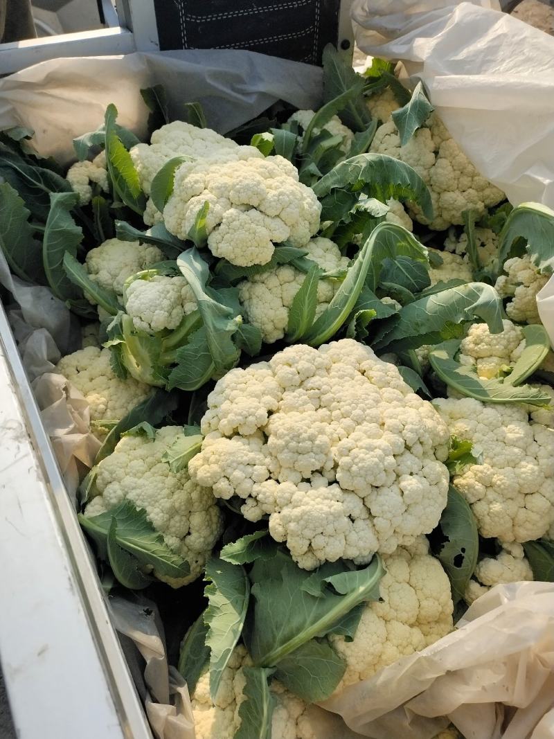 砀山有机散花大量上市中低格低质量好，远销全国各地