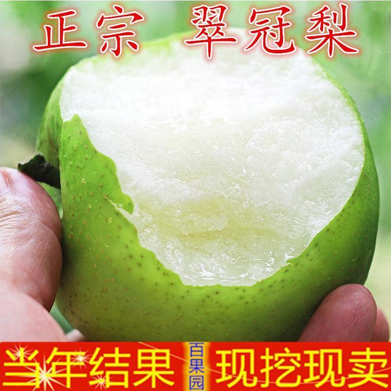 翠冠梨树苗，脆，香甜，早熟品南北方都可以种植。