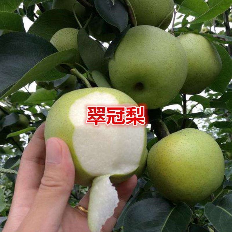 翠冠梨树苗，脆，香甜，早熟品南北方都可以种植。