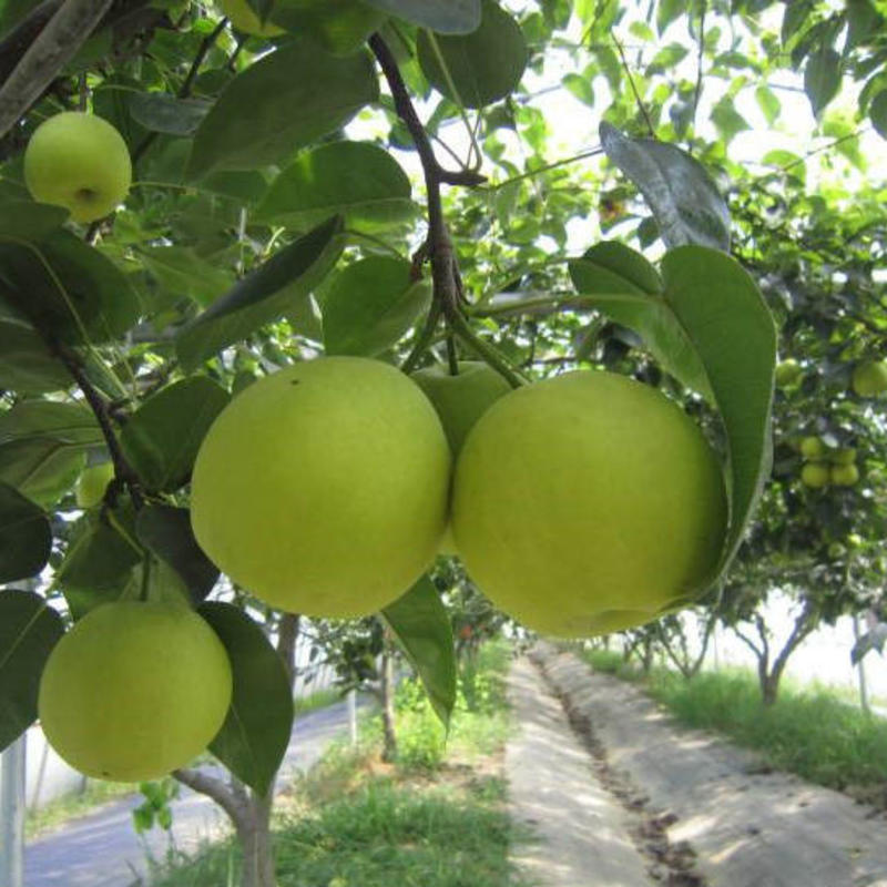 翠冠梨树苗，脆，香甜，早熟品南北方都可以种植。