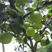 翠冠梨树苗，脆，香甜，早熟品南北方都可以种植。