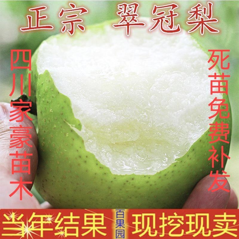 翠冠梨树苗，脆，香甜，早熟品南北方都可以种植。