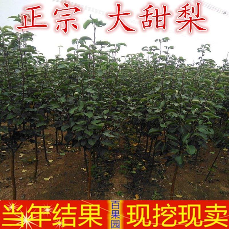 翠冠梨树苗，脆，香甜，早熟品南北方都可以种植。