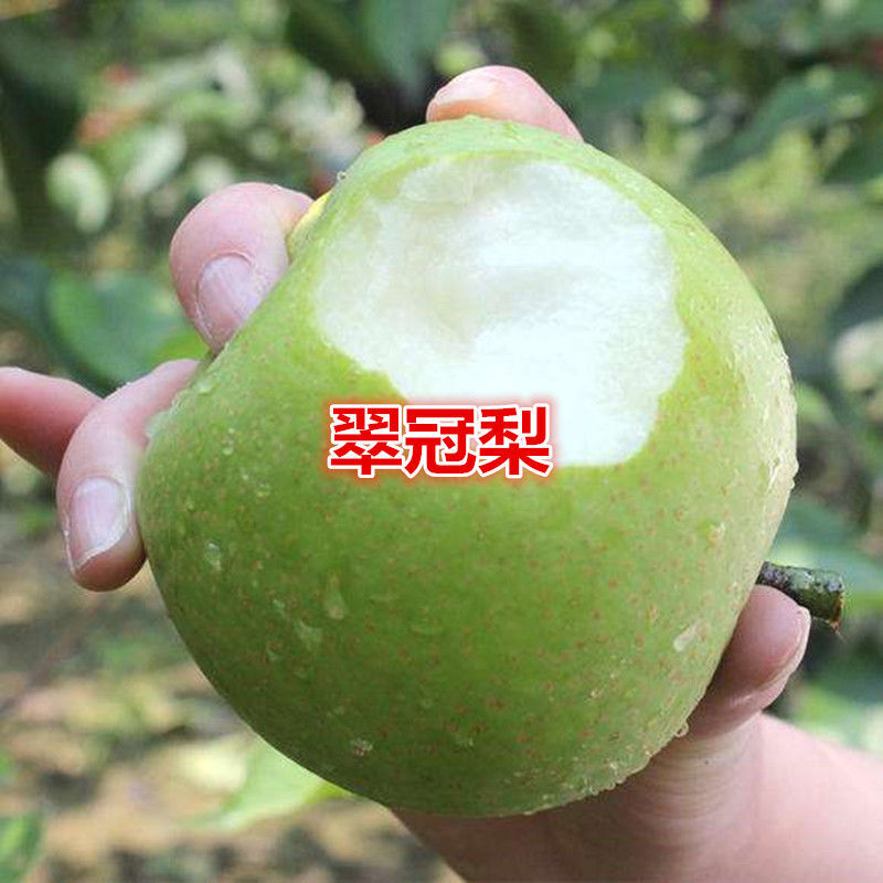 翠冠梨树苗，脆，香甜，早熟品南北方都可以种植。