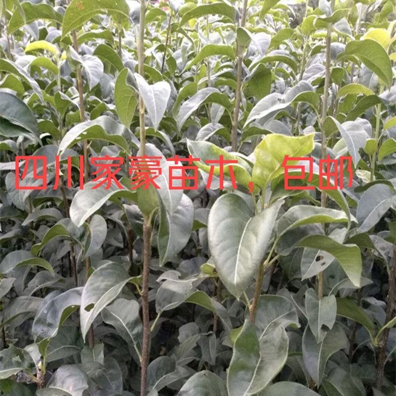 翠冠梨树苗，脆，香甜，早熟品南北方都可以种植。