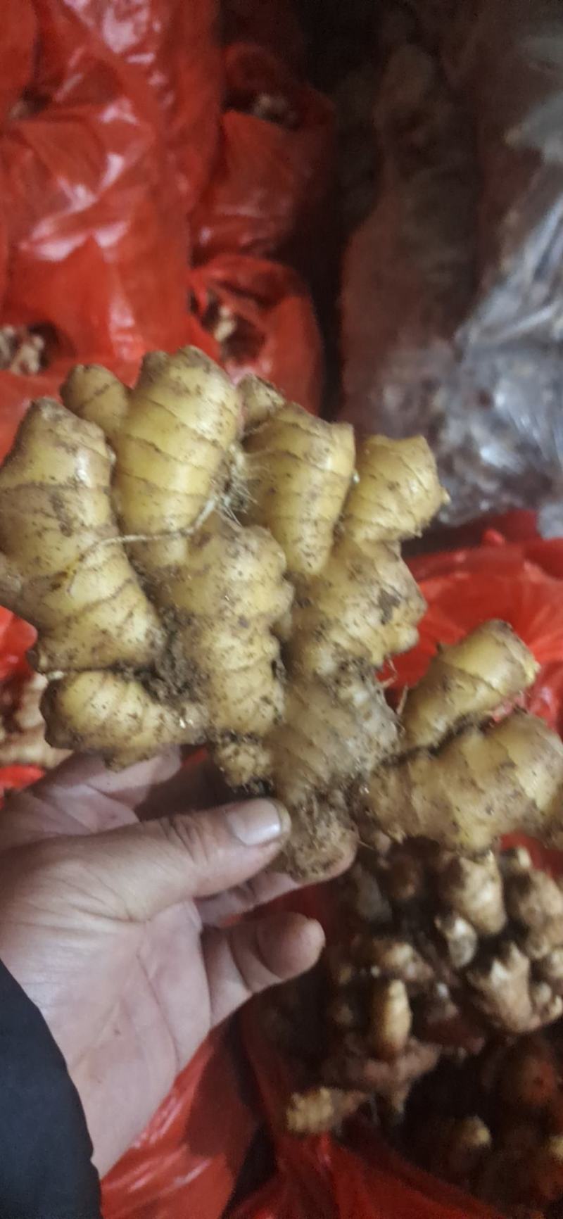 优质山东大黄姜产地批发，货源充足，包质包量，全国发货