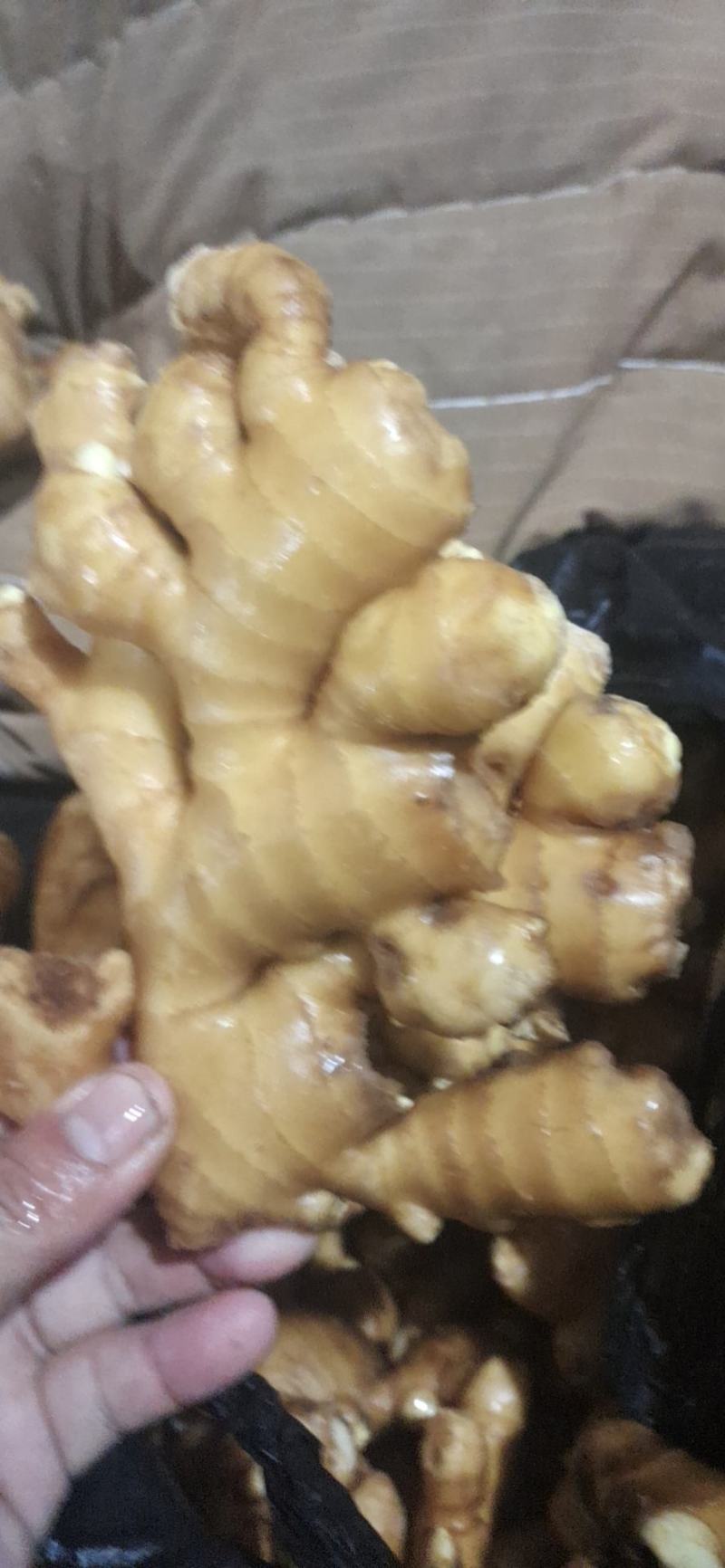 优质山东大黄姜产地批发，货源充足，包质包量，全国发货