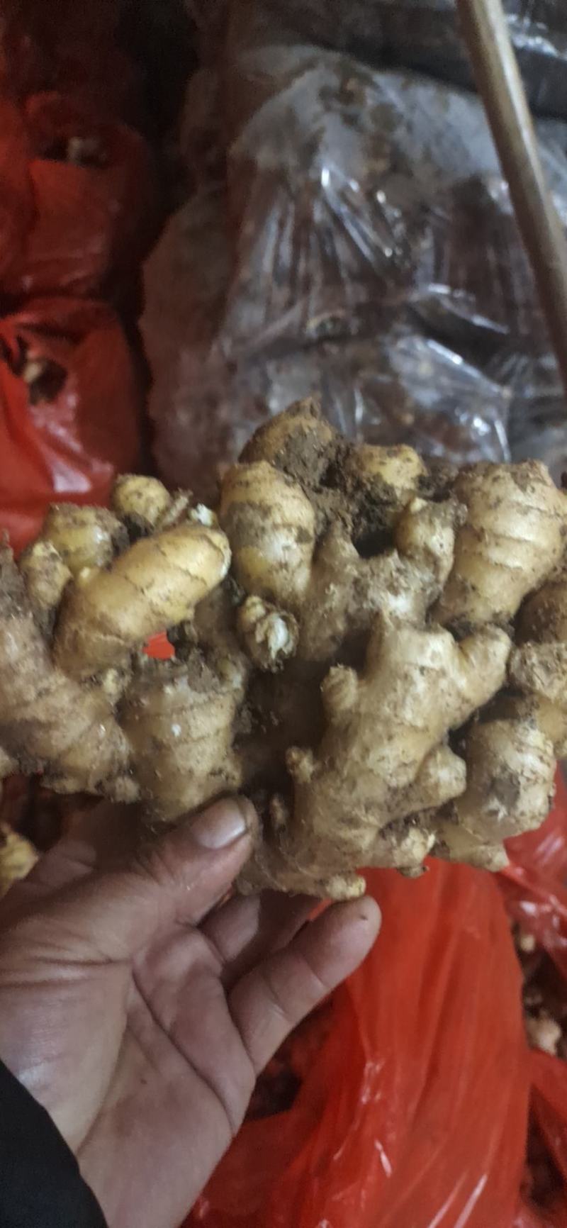 优质山东大黄姜产地批发，货源充足，包质包量，全国发货