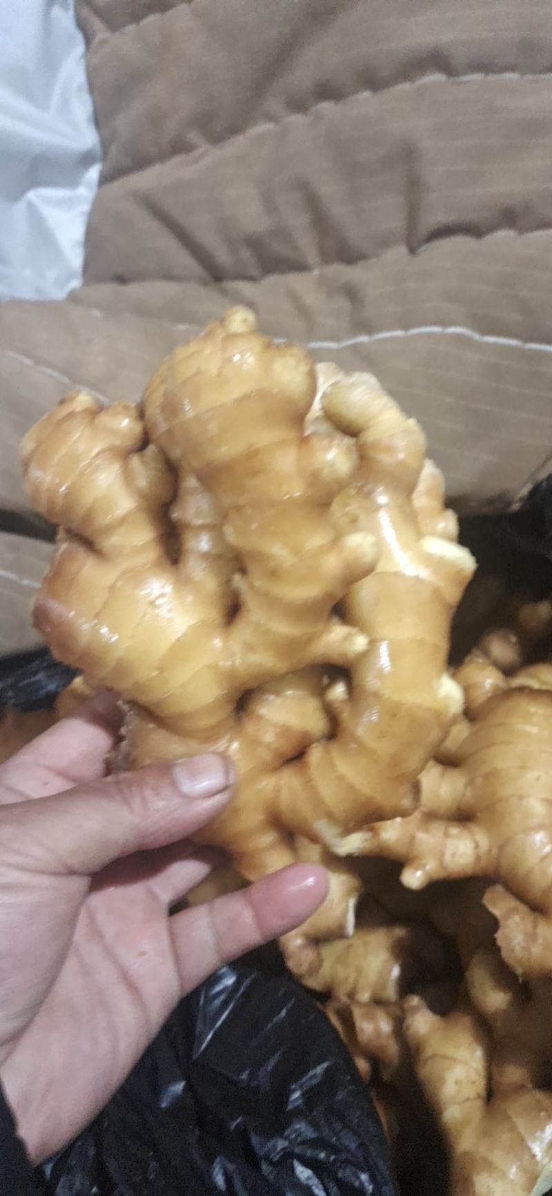 优质山东大黄姜产地批发，货源充足，包质包量，全国发货