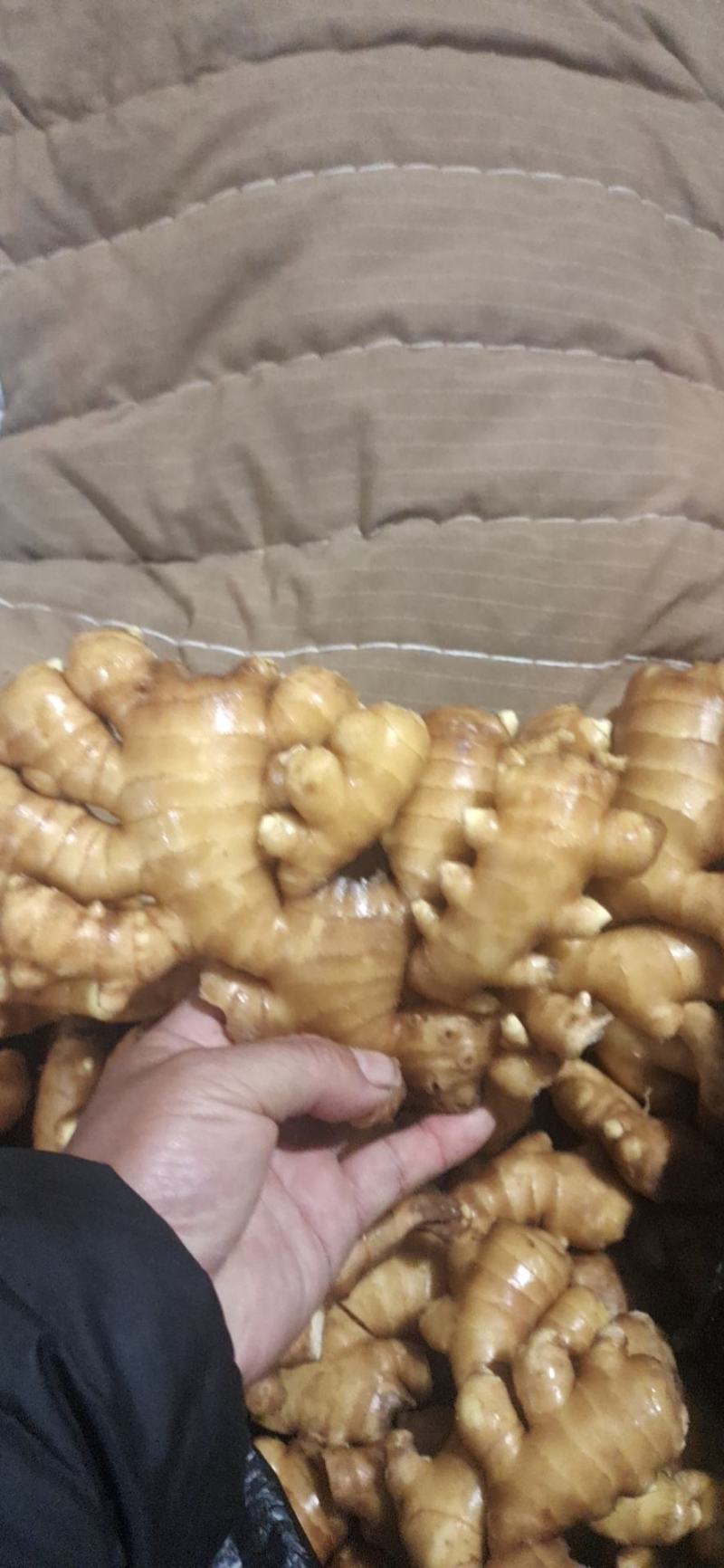 优质山东大黄姜产地批发，货源充足，包质包量，全国发货