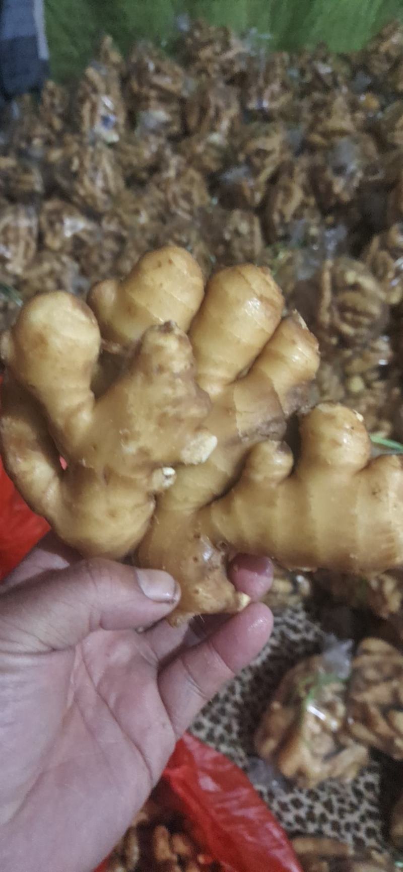优质山东大黄姜产地批发，货源充足，包质包量，全国发货