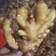 优质山东大黄姜产地批发，货源充足，包质包量，全国发货