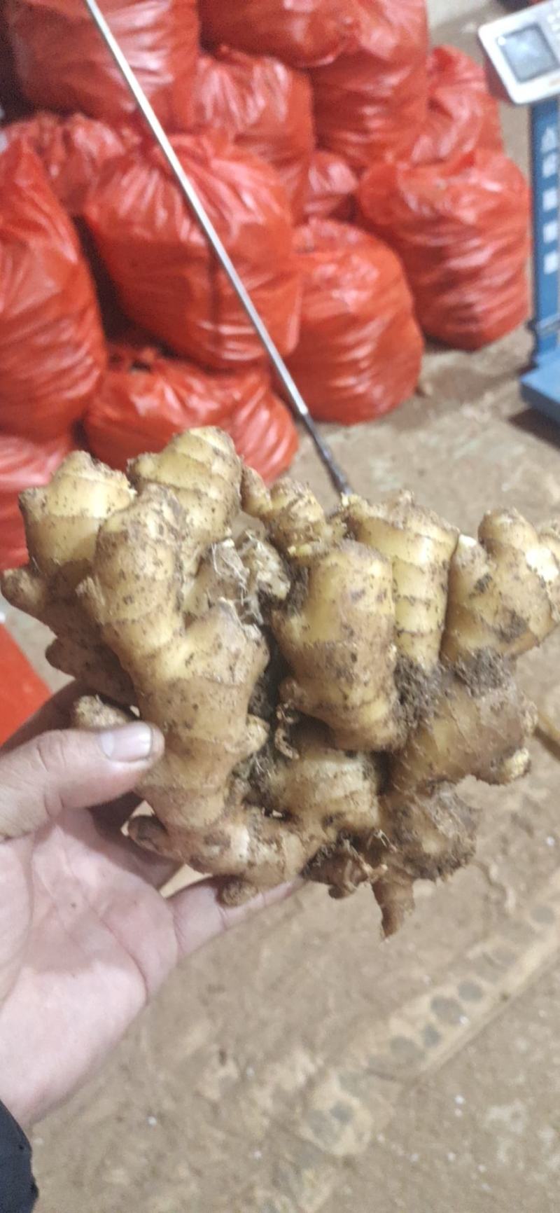 优质山东大黄姜产地批发，货源充足，包质包量，全国发货