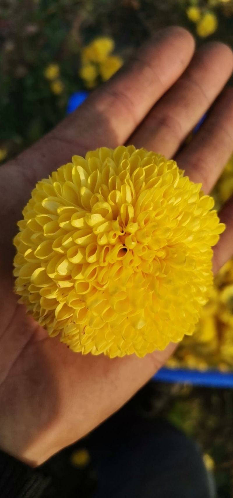菊花茶
