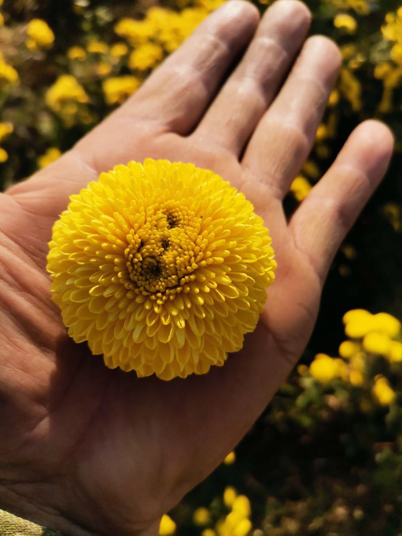 菊花茶