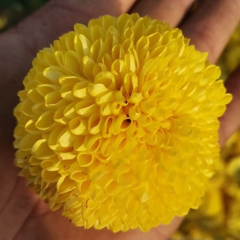 菊花茶