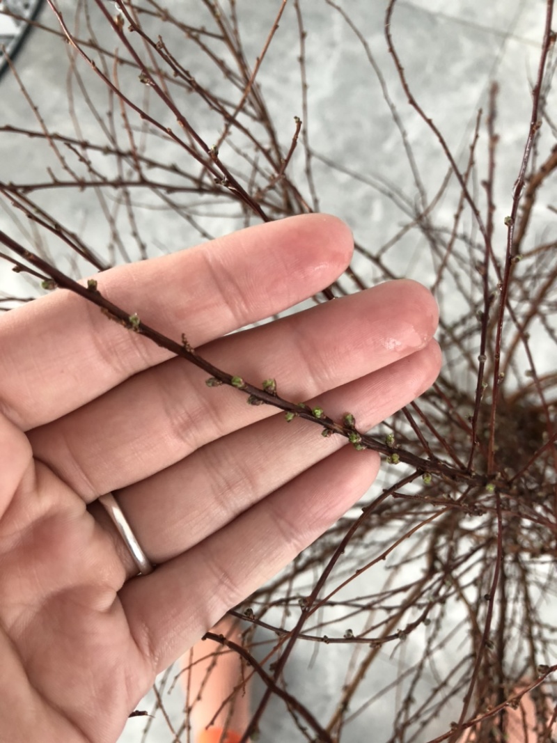 雪柳喷雪花雪柳干支绣线菊低价海量出售