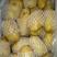 【实力】荷兰黄心十五土豆，产地批发大量供应商超货