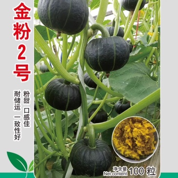 金粉2号，口感品质佳贝贝南瓜种子日本贝贝