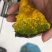金粉2号，口感品质佳贝贝南瓜种子日本贝贝