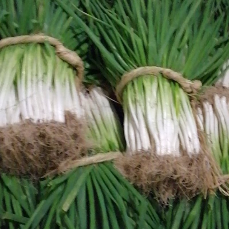 大葱分葱安徽大葱基地