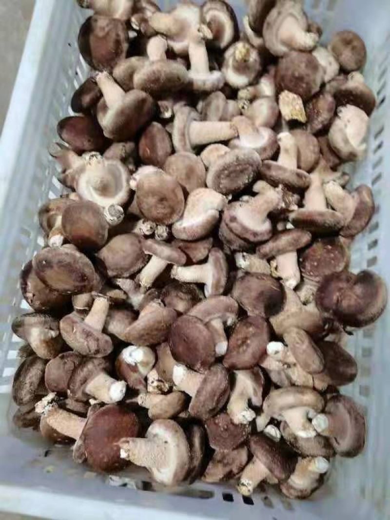 使用军香菇贡之