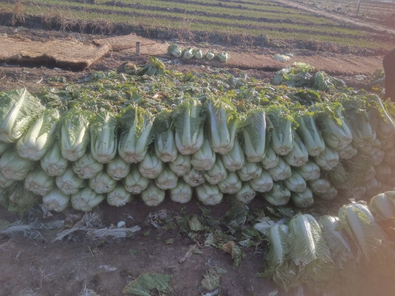 北京新三号大白菜，半毛菜