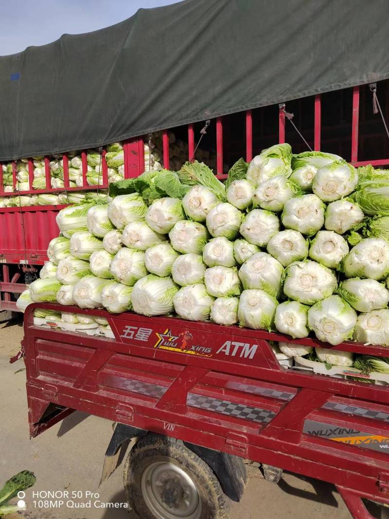 【黄心白菜】大量上市湖北产地直供质量保证按需打包上车