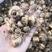 【热销】湖北利川贝母种，大量出售，品质保证，一手货源。