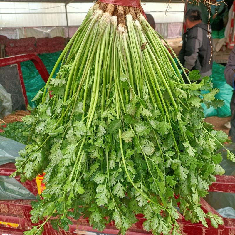安丘铁杆香菜小叶香菜大量上市价格便宜欢迎采购