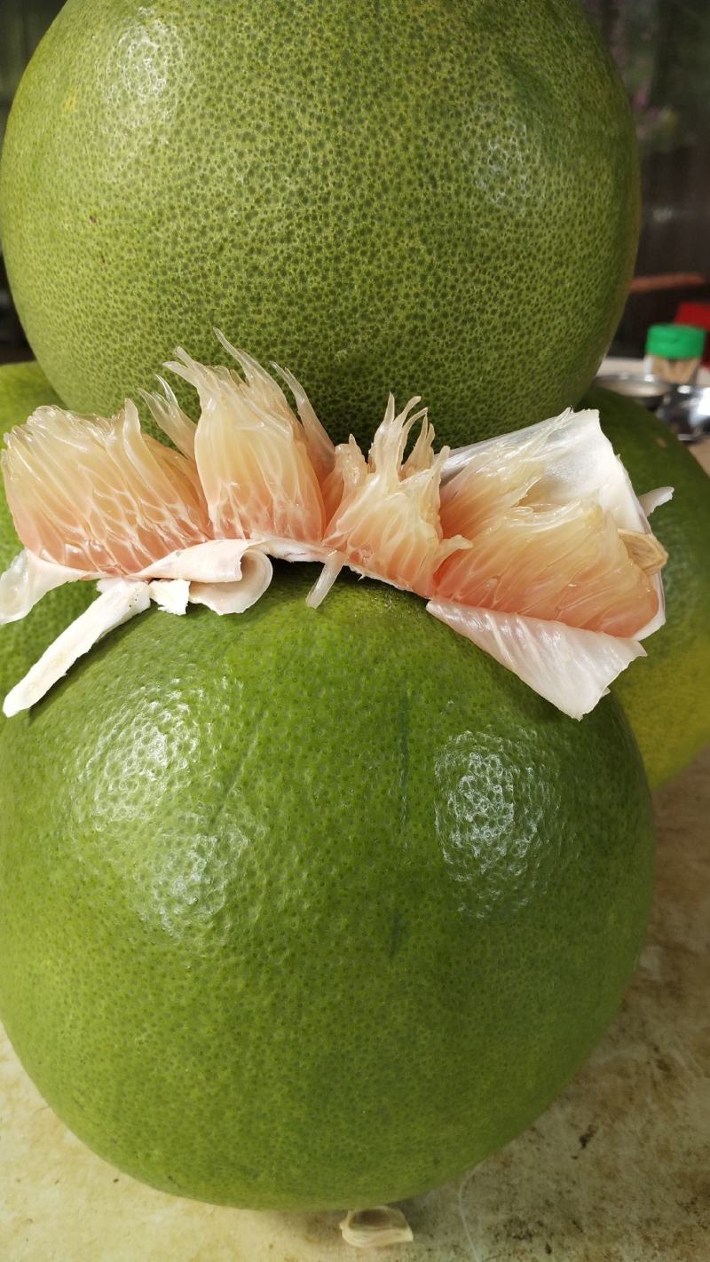 越南青柚柚子苗，广西容县沙田柚苗，嫁接苗