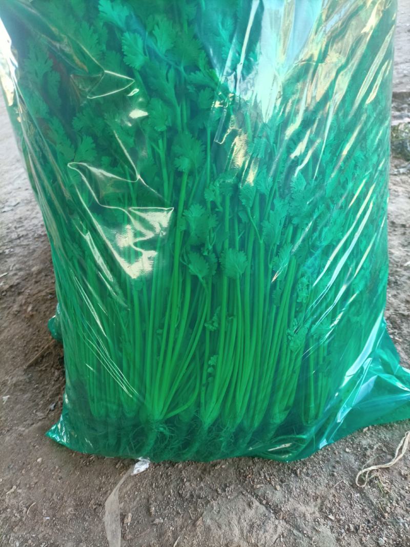 安丘铁杆香菜小叶香菜大量上市价格便宜欢迎采购