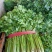 安丘铁杆香菜小叶香菜大量上市价格便宜欢迎采购