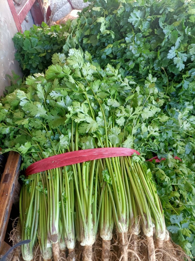 安丘铁杆香菜小叶香菜大量上市价格便宜欢迎采购