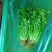 安丘铁杆香菜小叶香菜大量上市价格便宜欢迎采购