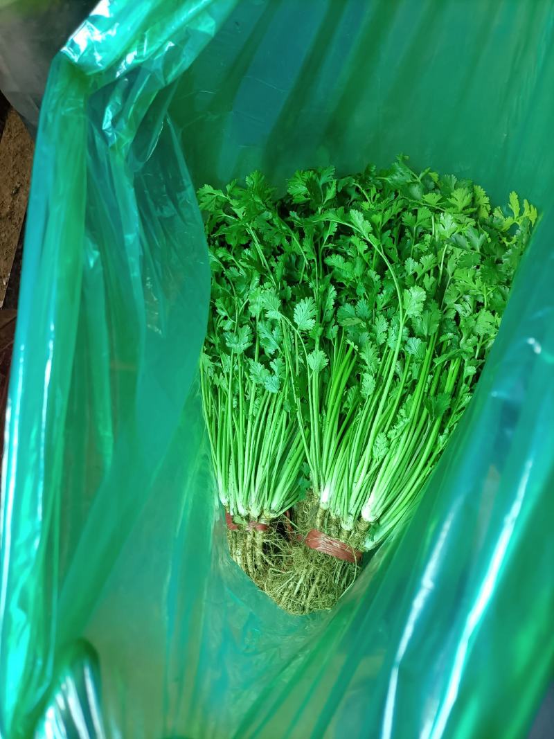 安丘铁杆香菜小叶香菜大量上市价格便宜欢迎采购